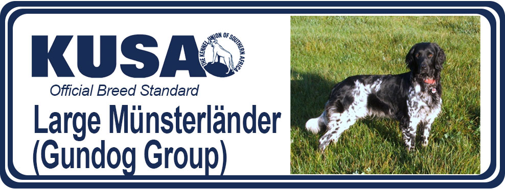 large munsterlander aggression