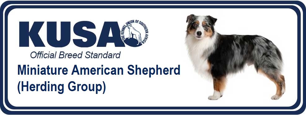 miniature american shepherd standard