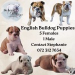 MR JP VAN DYK (Bulldog)