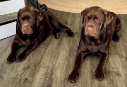 CONKASHA (Retriever Labrador)