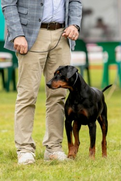 DARLINDP (German Pinscher)