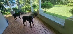 MRS PC GEHREN (Dobermann)