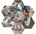 ALACUTE (Retriever Labrador) ALACUTE (Retriever Labrador)