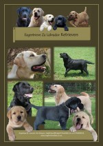 EAGERTRIEVE ZA (Retriever Labrador) EAGERTRIEVE ZA (Retriever Labrador)