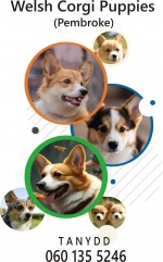 TANYDD Welsh Corgi (Pembroke)
