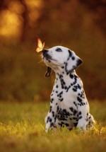 DALLMALLI (Dalmatian) DALLMALLI (Dalmatian)