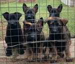 VAN TIEKERHOOK-ZAF (German Shepherd)