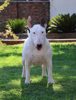 HERDRE (Bull Terrier)
