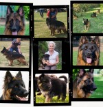 SENEN (German Shepherd) SENEN (German Shepherd)