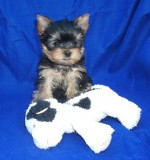 LILLEHEI (Yorkshire Terrier)