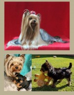 BROLEA (Yorkshire Terrier)