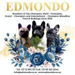 EDMONDO (French Bulldog)