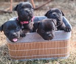 RIVERCANEN (Staffordshire Bull Terrier)