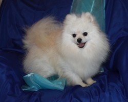 BROWDEEN (Pomeranian)