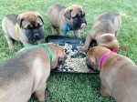 SARMARI (Bullmastiff) SARMARI (Bullmastiff)