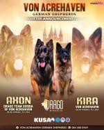 VON ACREHAVEN (German Shepherd Dog)