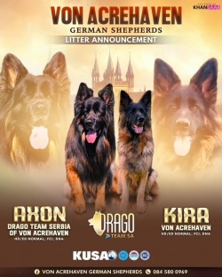 VON ACREHAVEN (German Shepherd Dog)