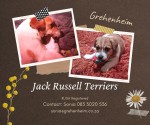 GREHENHEIM (Jack Russell Terrier)