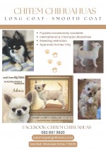 CHITEM (Chihuahua Long & Smooth Coat) CHITEM (Chihuahua Long & Smooth Coat)
