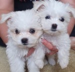 MRS. S.E Pretorius (Maltese) MRS. S.E Pretorius (Maltese)