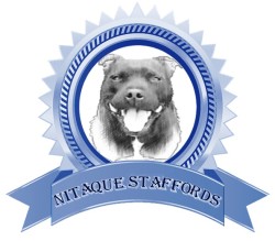 NITAQUE (Staffordshire Bull Terrier)