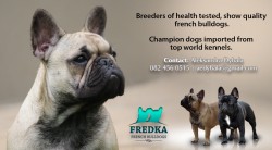 FREDKA (French Bulldog)