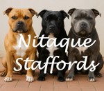 NITAQUE (Staffordshire Bull Terrier) NITAQUE (Staffordshire Bull Terrier)