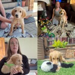 CORDAAUREA (Golden Retriever)