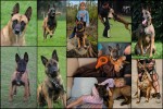 LAMNIK (Belgian Shepherd Malinois) LAMNIK (Belgian Shepherd Malinois)