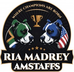RIAMADREY (American Staffordshire Terrier)