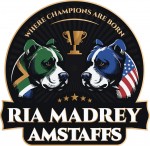RIAMADREY (American Staffordshire Terrier)