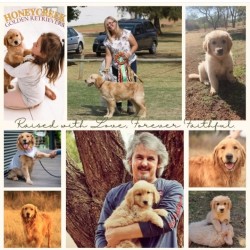 JOMQATANQATON (Golden Retriever)