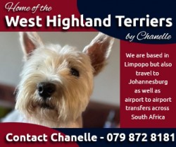 MS.C. PAINTER (West Highland White Terrier)