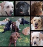ALBERDEN (Retriever Labrador) ALBERDEN (Retriever Labrador)