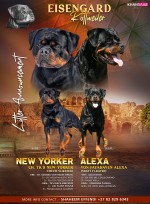 EISENGARD (Rottweiler)