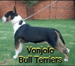 VON JOLO (BULL TERRIER) VON JOLO (BULL TERRIER)