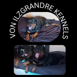VON ILZGRANDRE (Rottweiler)