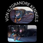VON ILZGRANDRE (Rottweiler)