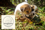 WEQINISO (Jack Russell Terrier) WEQINISO (Jack Russell Terrier)