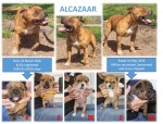 ALCAZAAR (Staffordshire Bull Terrier) ALCAZAAR (Staffordshire Bull Terrier)