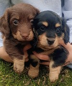 GRECANDOWN (Dachshund ML Haired) GRECANDOWN (Dachshund ML Haired)