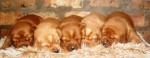 BANKEVELDT (Retriever Labrador) BANKEVELDT (Retriever Labrador)