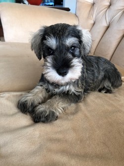 MRS.B. CLUR (Miniature Schnauzer)