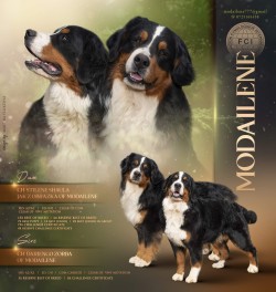 MODAILENE (Bernese Mountain Dog)
