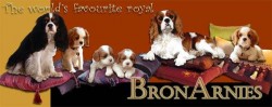 BRONARNIES (Cavalier King Charles Spaniel)