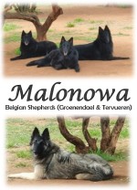 MALONOWA (Belgian Shepherd Groenendael) MALONOWA (Belgian Shepherd Groenendael)
