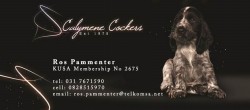 CALYMENE (Spaniel Cocker)