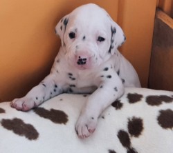 DALLMALLI (Dalmatian)