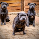 PEROTOREY (Staffordshire Bull Terrier) PEROTOREY (Staffordshire Bull Terrier)
