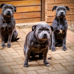 PEROTOREY (Staffordshire Bull Terrier)